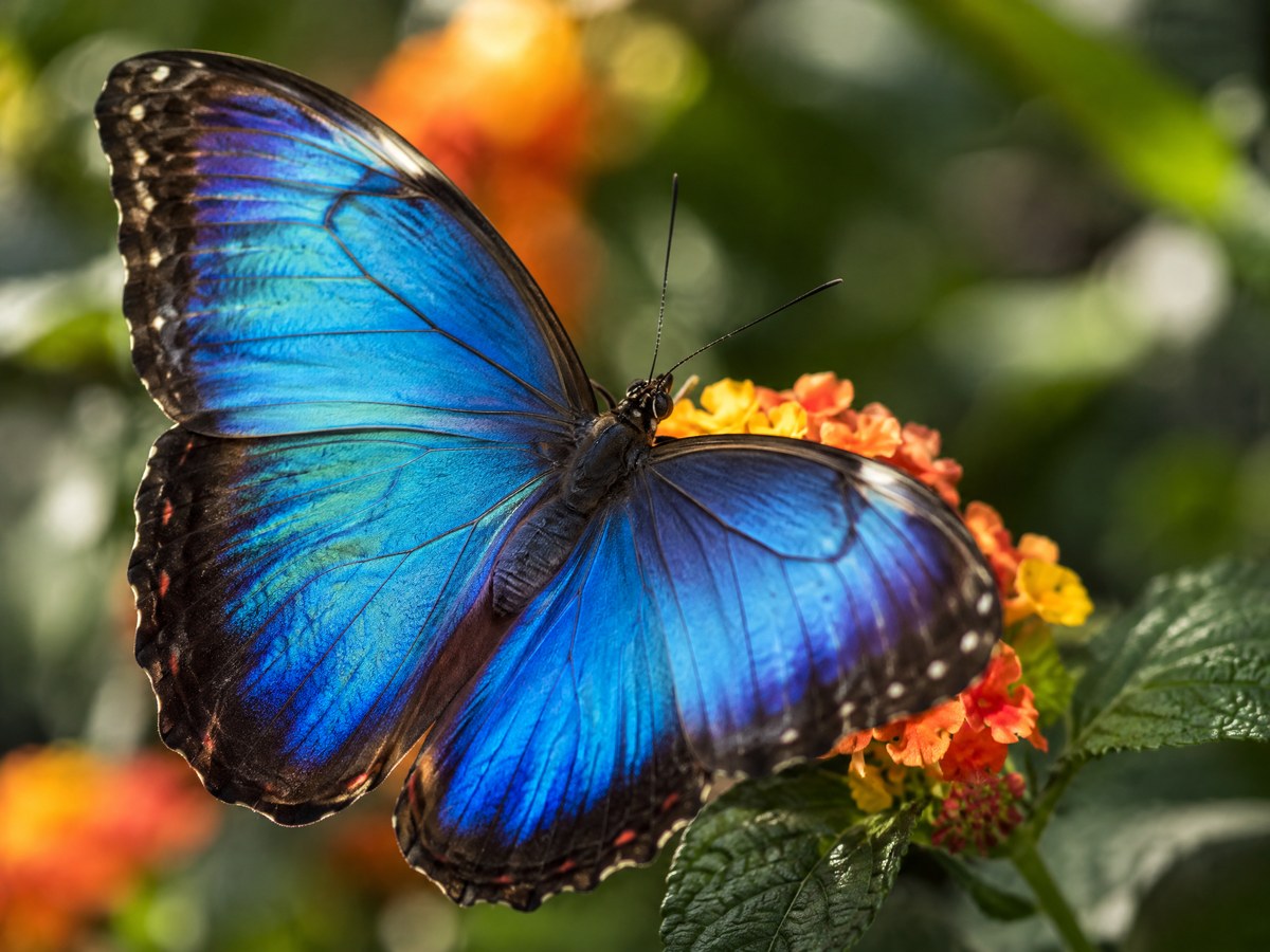 Borboleta Morpho — Vida Selvagem