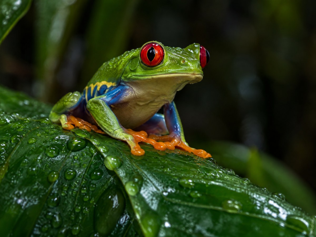 Perereca Macro — Vida Selvagem
